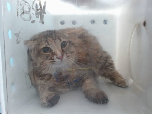 COOKIE, an adoptable Domestic Long Hair in Albuquerque, NM