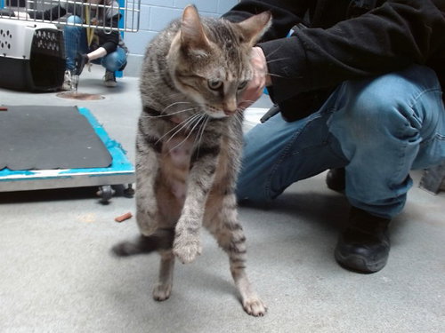 COMET, an adoptable Domestic Short Hair in Albuquerque, NM