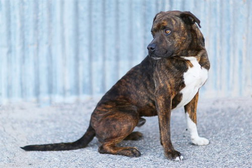 DUKE, an adoptable American Pit Bull Terrier in Albuquerque, NM
