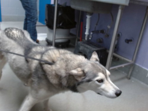 HARLEY, an adoptable Siberian Husky in Albuquerque, NM