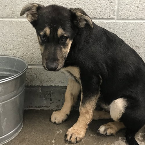 PIE, an adoptable German Shepherd Dog in Albuquerque, NM