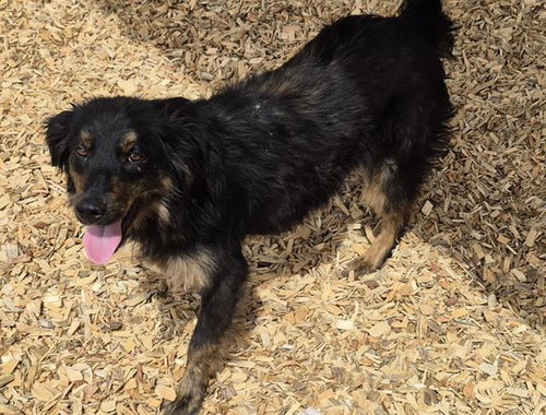 CARLA, an adoptable Australian Kelpie in Albuquerque, NM