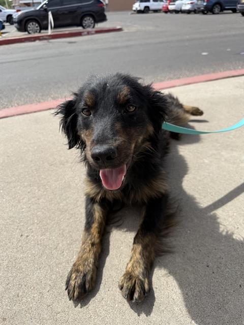 CARLA, an adoptable Cocker Spaniel in Albuquerque, NM