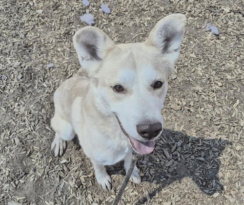 FETCH, an adoptable Husky in Albuquerque, NM