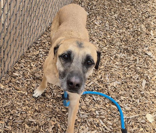 PLUTO, an adoptable German Shepherd Dog in Albuquerque, NM