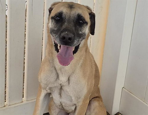 PLUTO, an adoptable German Shepherd Dog in Albuquerque, NM