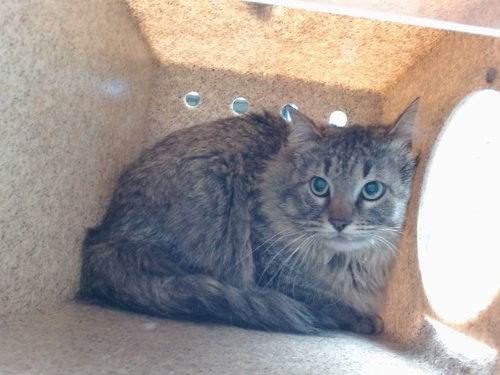 CHEDDER, an adoptable Domestic Medium Hair in Albuquerque, NM