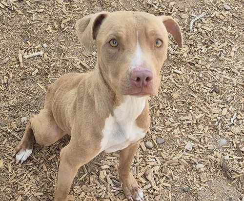 TUTU, an adoptable American Pit Bull Terrier in Albuquerque, NM
