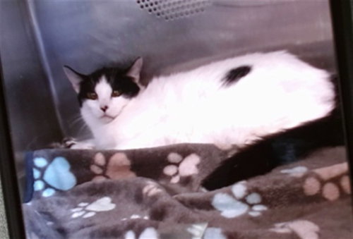 SPINACH, an adoptable Domestic Short Hair in Albuquerque, NM