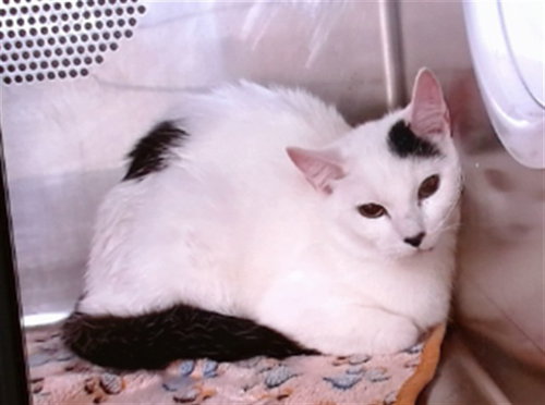 HARLEY, an adoptable Domestic Short Hair in Albuquerque, NM