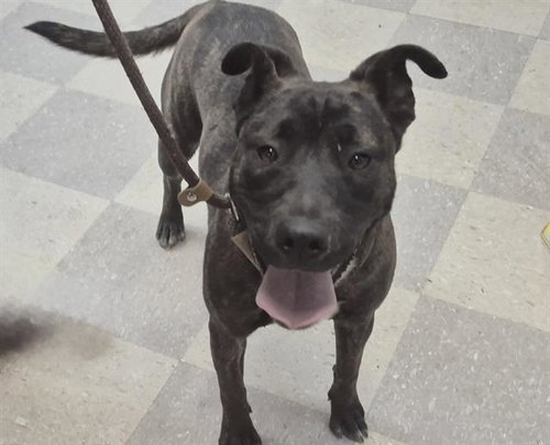 CHISPA, an adoptable American Pit Bull Terrier in Albuquerque, NM