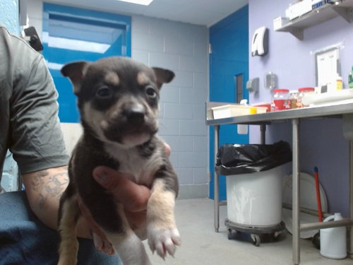 BENTLEY, an adoptable Husky in Albuquerque, NM