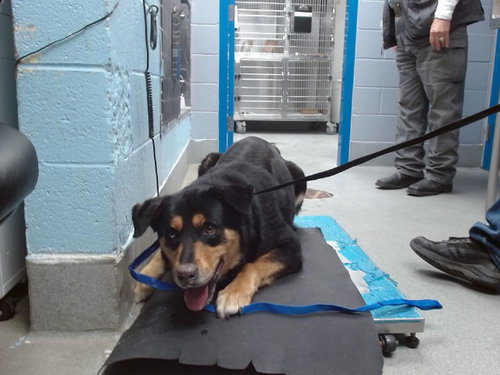 TACO SALAD, an adoptable Rottweiler in Albuquerque, NM