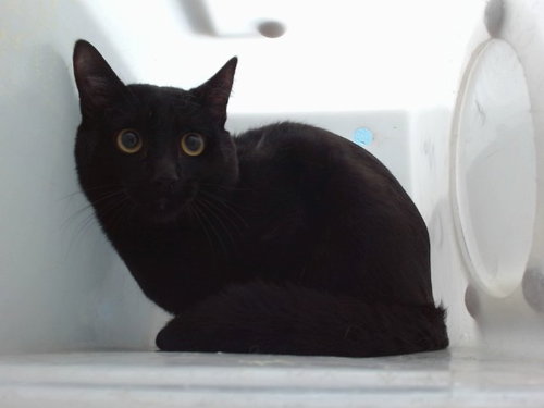 JOSE, an adoptable Domestic Short Hair in Albuquerque, NM