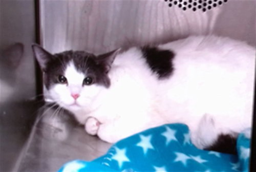 BRINDA, an adoptable Domestic Short Hair in Albuquerque, NM