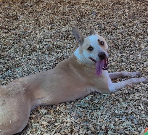 NUKE, an adoptable Australian Cattle Dog in Albuquerque, NM