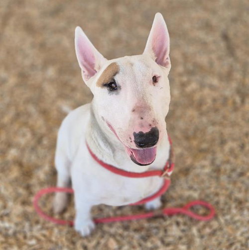 PRIMO, an adoptable Bull Terrier in Albuquerque, NM