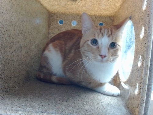 ICEE, an adoptable Domestic Short Hair in Albuquerque, NM