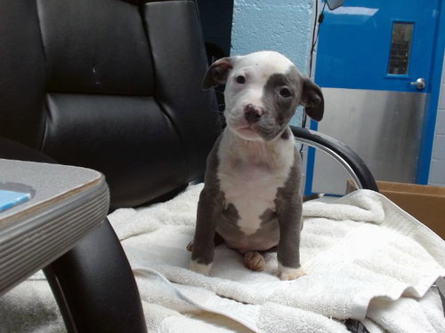 WHEELER, an adoptable American Pit Bull Terrier in Albuquerque, NM