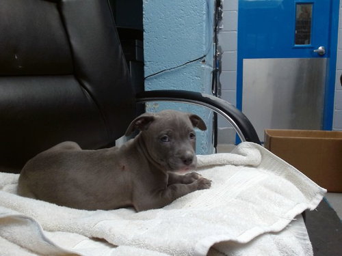 NICK, an adoptable American Pit Bull Terrier in Albuquerque, NM
