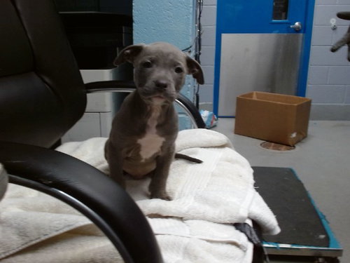 MIKE, an adoptable American Pit Bull Terrier in Albuquerque, NM