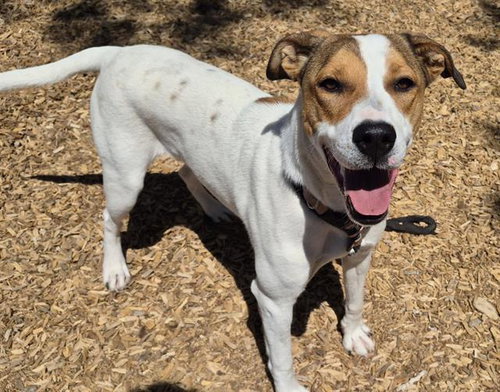 MOLLY, an adoptable Pointer in Albuquerque, NM