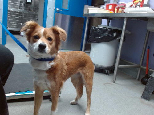 BLOSSOM, an adoptable Australian Shepherd in Albuquerque, NM