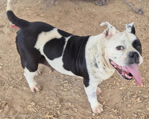 STELLA, an adoptable Bulldog in Albuquerque, NM