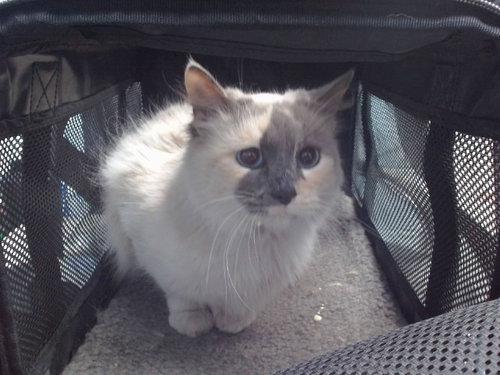 MOOSE, an adoptable Domestic Long Hair in Albuquerque, NM