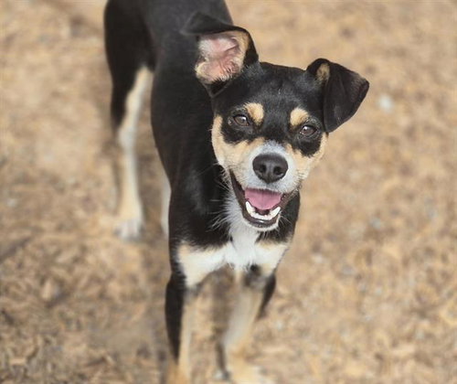 BENNY, an adoptable Podengo Portugueso in Albuquerque, NM