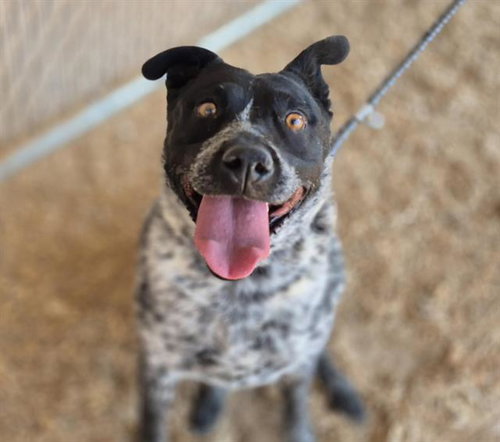 LUNA, an adoptable Queensland Heeler in Albuquerque, NM
