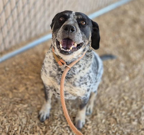 BRUNO, an adoptable Queensland Heeler in Albuquerque, NM