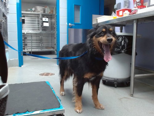 PORTER, an adoptable Rottweiler in Albuquerque, NM