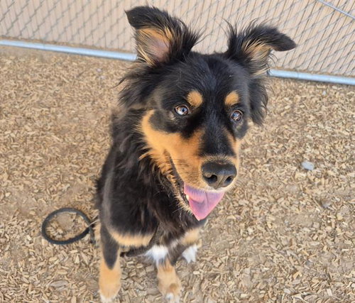 PORTER, an adoptable Rottweiler in Albuquerque, NM