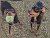 CHARLIE - Photo 1