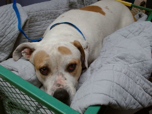 MATCHA, an adoptable American Pit Bull Terrier in Albuquerque, NM