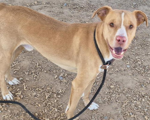 HUSSLE, an adoptable Australian Shepherd in Albuquerque, NM