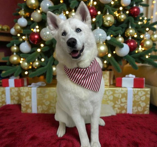 ROBERT, an adoptable Samoyed in Albuquerque, NM
