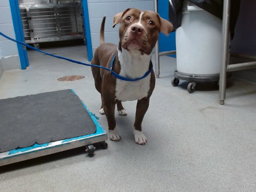 EL CHAPO, an adoptable American Pit Bull Terrier in Albuquerque, NM