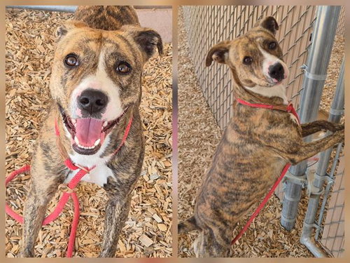 WENDY, an adoptable American Pit Bull Terrier in Albuquerque, NM