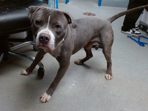 STIXX, an adoptable American Pit Bull Terrier in Albuquerque, NM