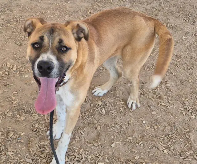Punch - German Shepherd Dog