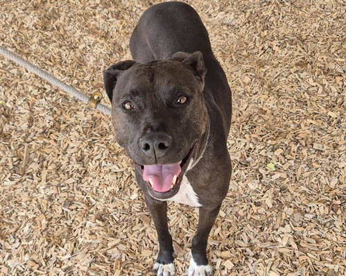 BROWNIE, an adoptable American Pit Bull Terrier in Albuquerque, NM