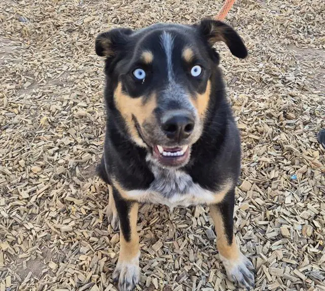 Thorin - Rottweiler