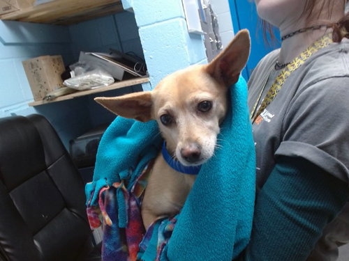 PRINCESSA, an adoptable Chihuahua in Albuquerque, NM