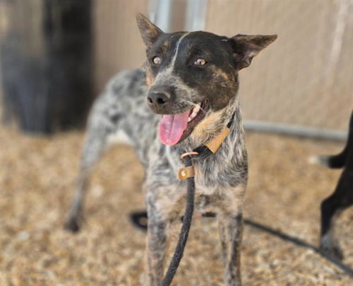 BUG, an adoptable Border Collie in Albuquerque, NM