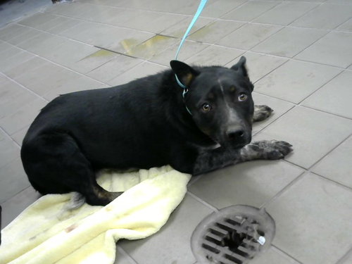LADY, an adoptable Border Collie in Albuquerque, NM