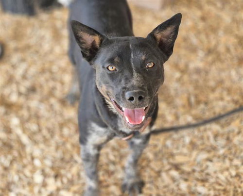 LADY, an adoptable Border Collie in Albuquerque, NM