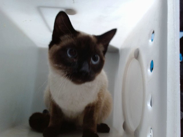 SOFIE Image