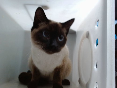 SOFIE - Domestic Short Hair available for adoption